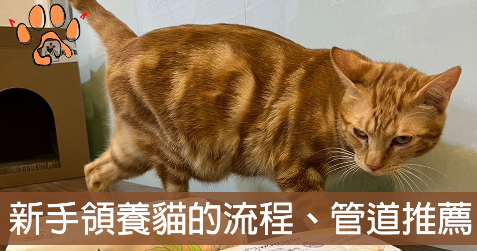 領養貓管道