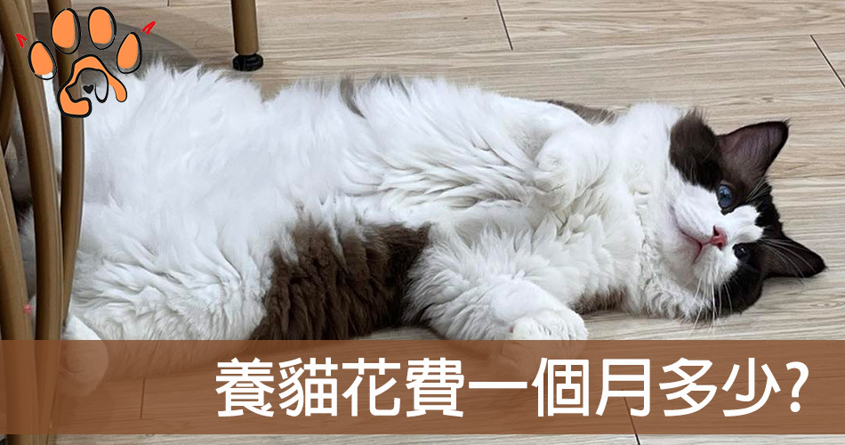 【養貓費用計算】新手養貓花費多少？每月支出清單