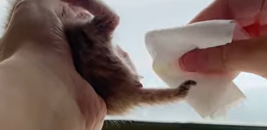 刺激幼貓大小便