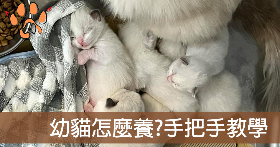 幼貓怎麼養?從 1 個月到 1 歲幼貓照顧流程