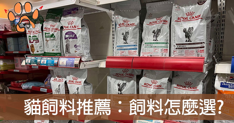 貓飼料怎麼挑？ 5 個挑選重點