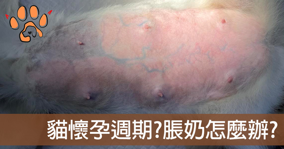 貓懷孕了怎麼辦?如何判斷?關於貓咪懷孕你必須知道的5件事