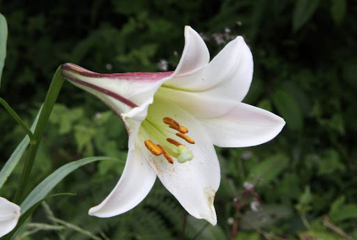 百合花對貓有毒