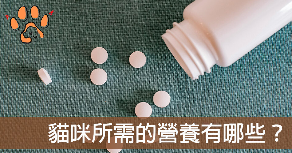 貓咪保健食品是智商稅嗎? 貓咪所需的營養有哪些?