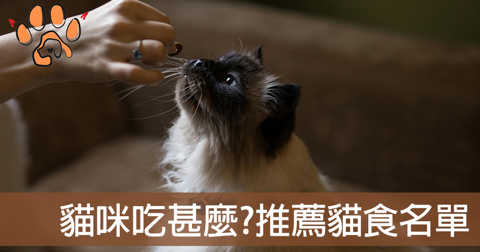 貓咪可以吃什麼? 獸醫推薦貓食清單
