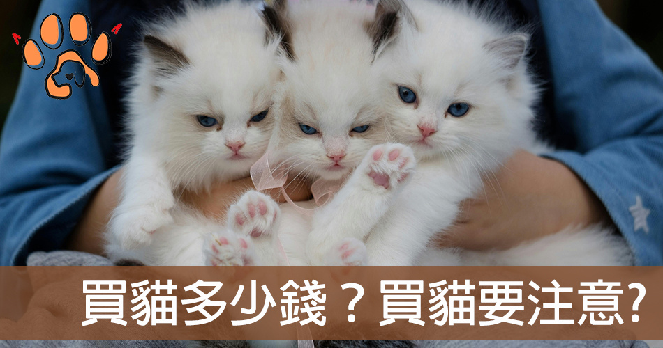 買貓多少錢？ 新手買貓行情價、買貓管道推薦