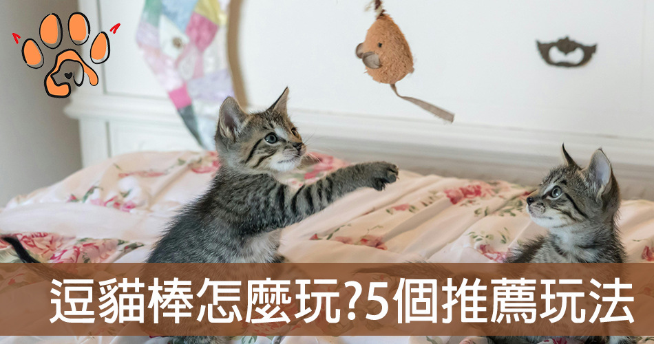 貓奴們必讀!逗貓棒原理是什麼? 5個逗貓棒推薦玩法