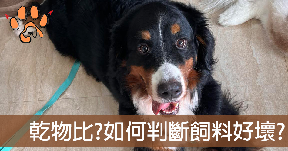 到底能不能吃飯?罐頭和飼料哪一個對狗比較好?聊一下乾物比!!