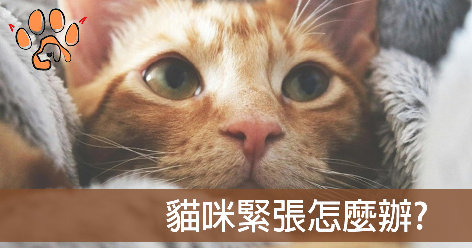 貓緊張怎麼辦？情緒紓緩的方式與支持療法