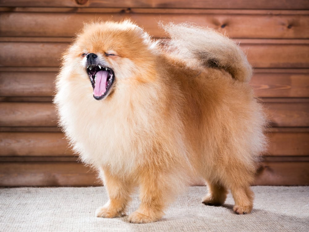 博美犬在乾咳