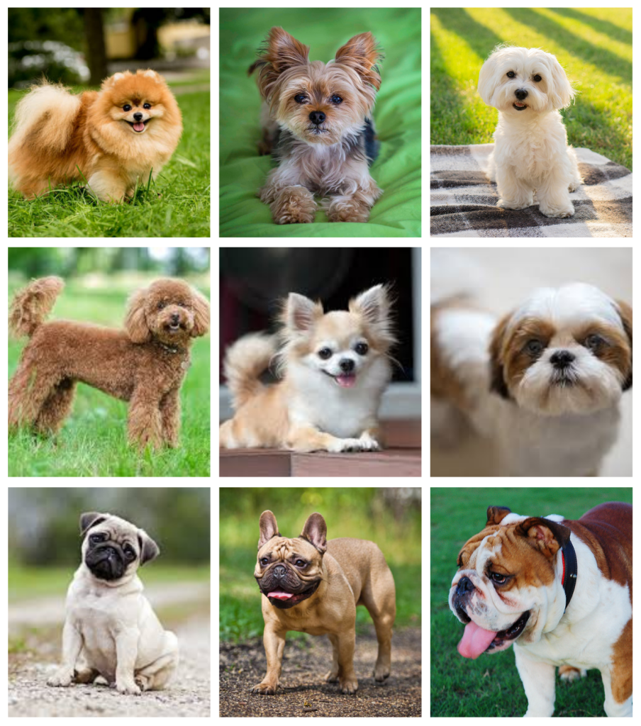 博美犬(Pomeranian)
約克夏梗(Yorkshire Terrier)
馬爾濟斯(Maltese)
貴賓犬(Poodle)
吉娃娃(Chihuahua)
西施犬(Shih Tzu)
巴哥犬(Pug)
法國鬥牛犬(French Bulldog)
英國鬥牛犬(English Bulldog)
