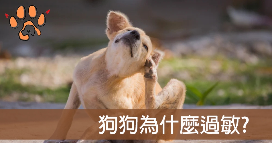 狗為什麼過敏