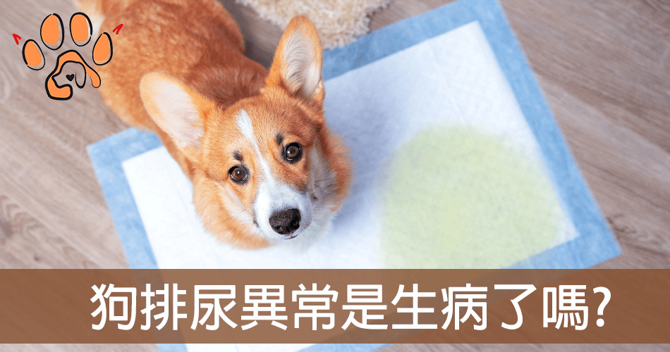 狗狗排尿