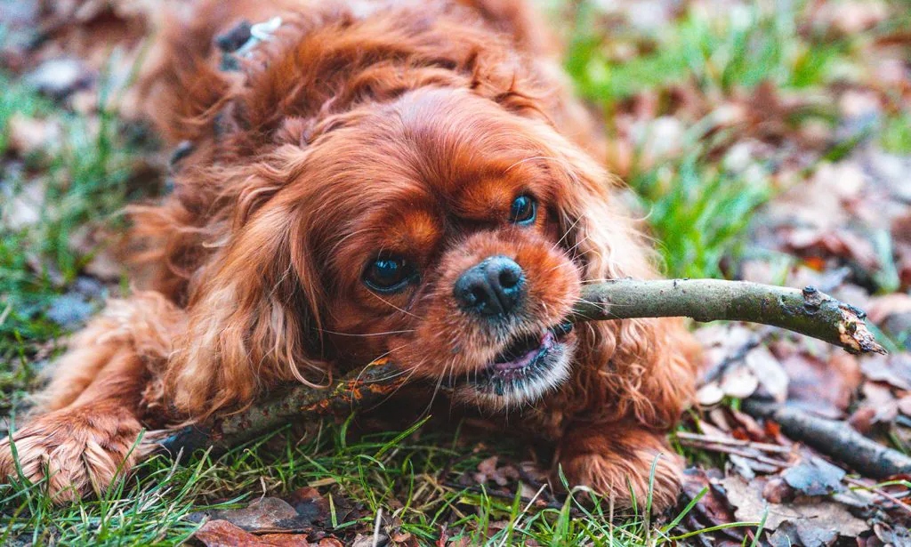 騎士查理王小獵犬