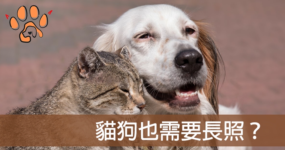 老狗和老貓