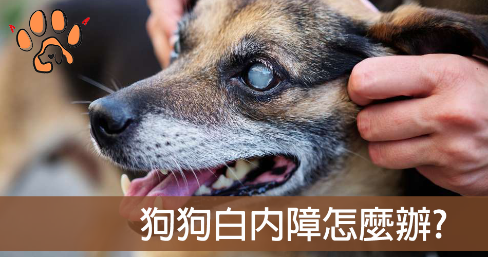 狗狗白內障