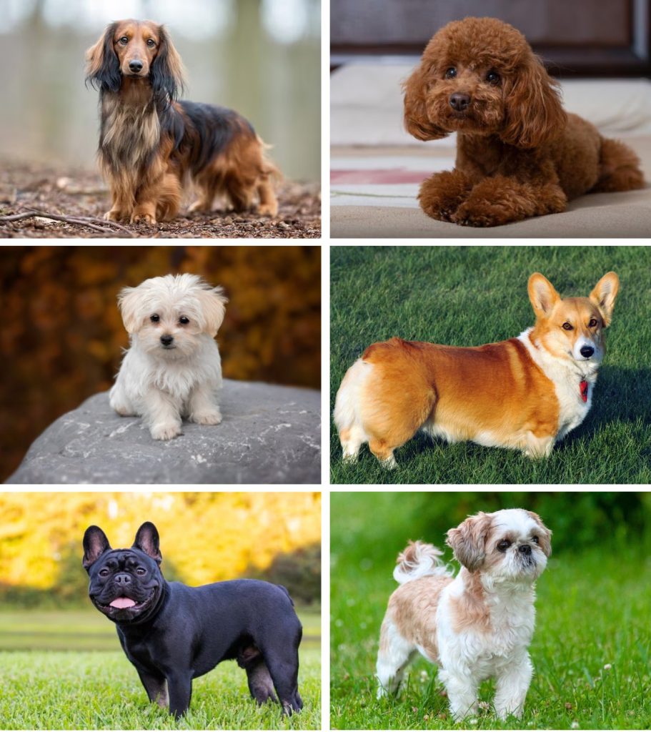 臘腸、貴賓、瑪爾濟斯、柯基與法國鬥牛犬、西施犬