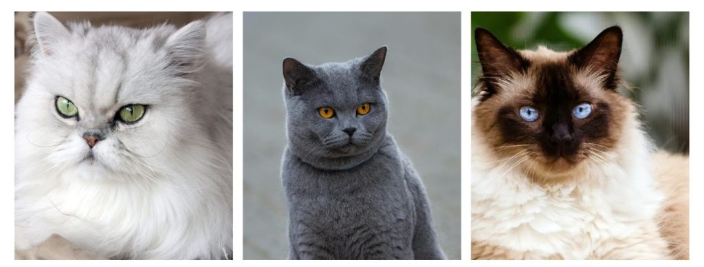 波斯貓(Persian)
英國短毛貓(British Shorthair)
喜馬拉雅貓(Himalayan)