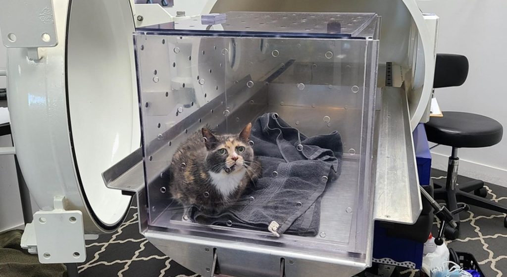 貓做高壓氧治療