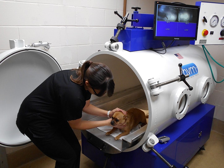 獸醫幫狗高壓氧治療