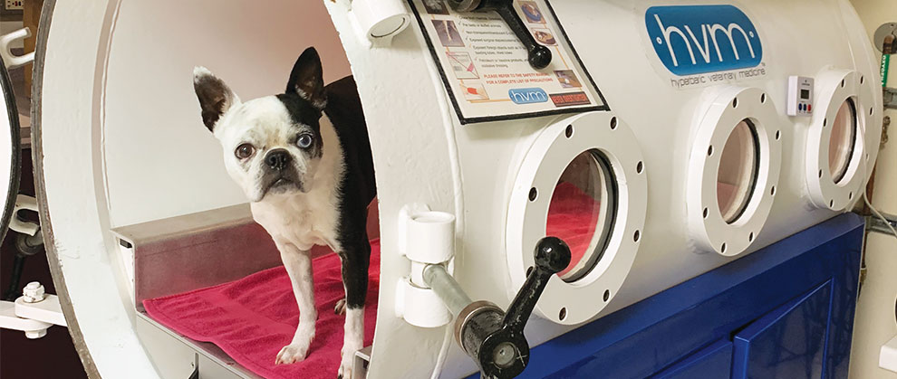 狗在高壓氧治療