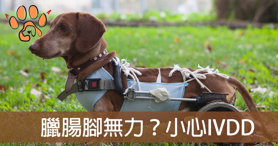 臘腸有IVDD