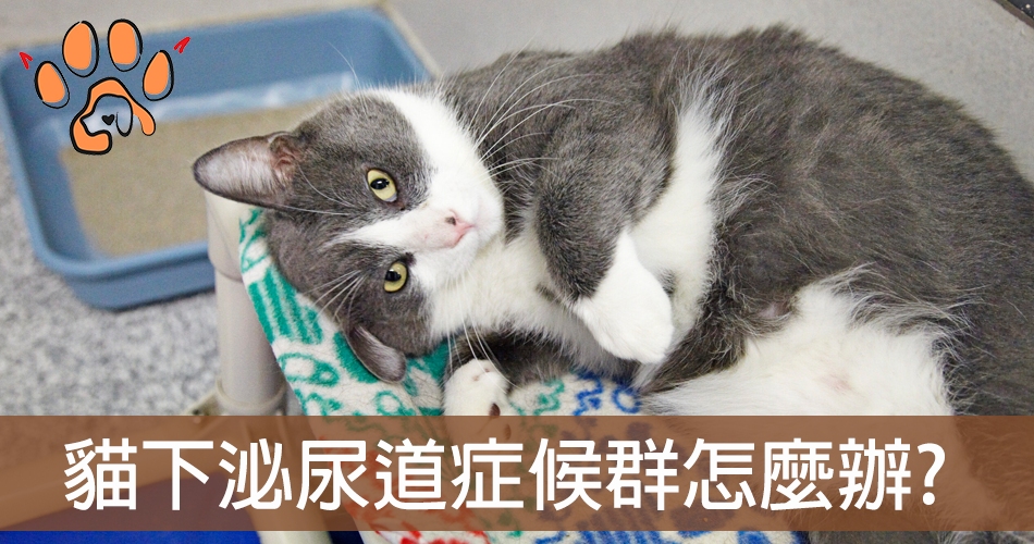 貓下泌尿道症候群