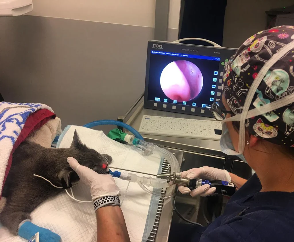 貓做內視鏡檢查