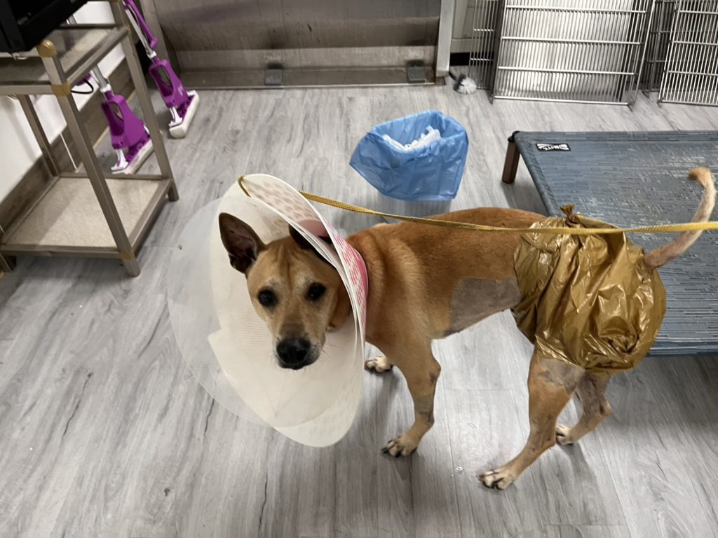 狗狗戴塑膠袋尿布