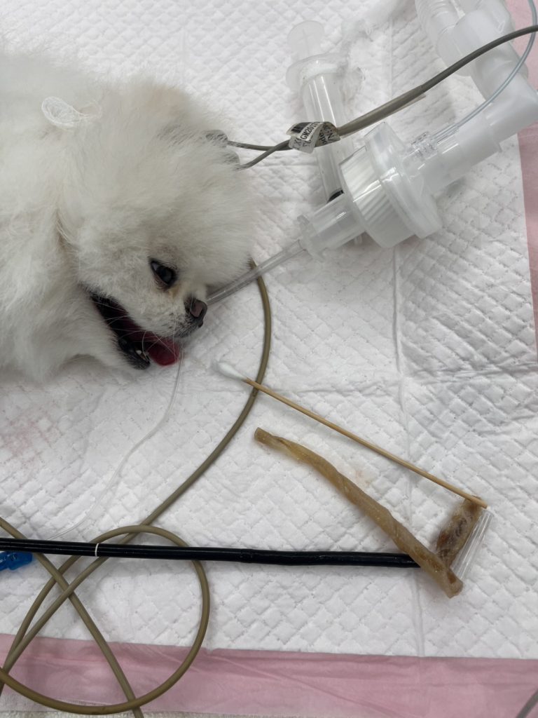 狗狗緊急內視鏡手術夾出