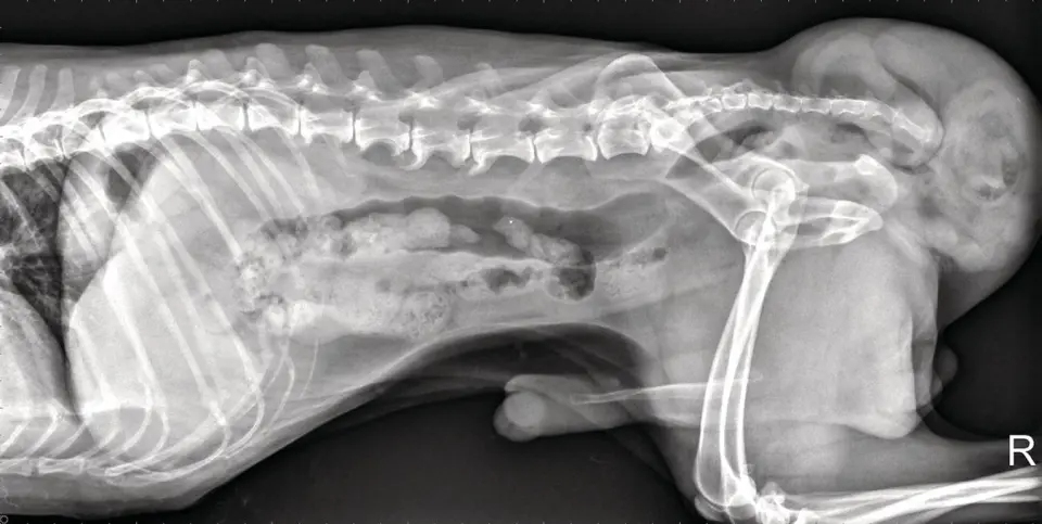 狗單側會陰疝氣X光圖