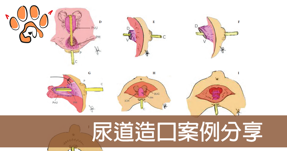 尿道造口案例分享,什麼時候會需要變性手術,會有哪些副作用 - 順心動物醫院 | 高雄24小時動物醫院