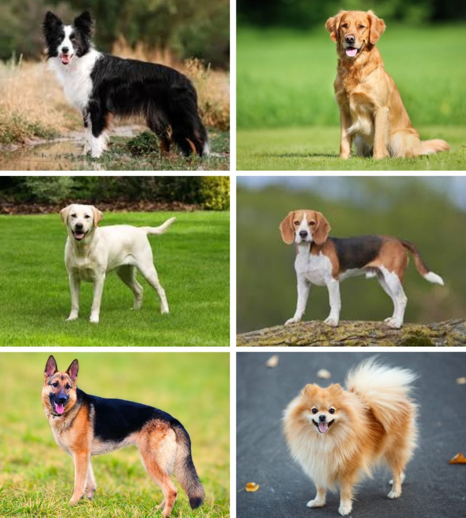 邊境牧羊犬

拉布拉多

黃金獵犬

比格

德國狼犬

博美等