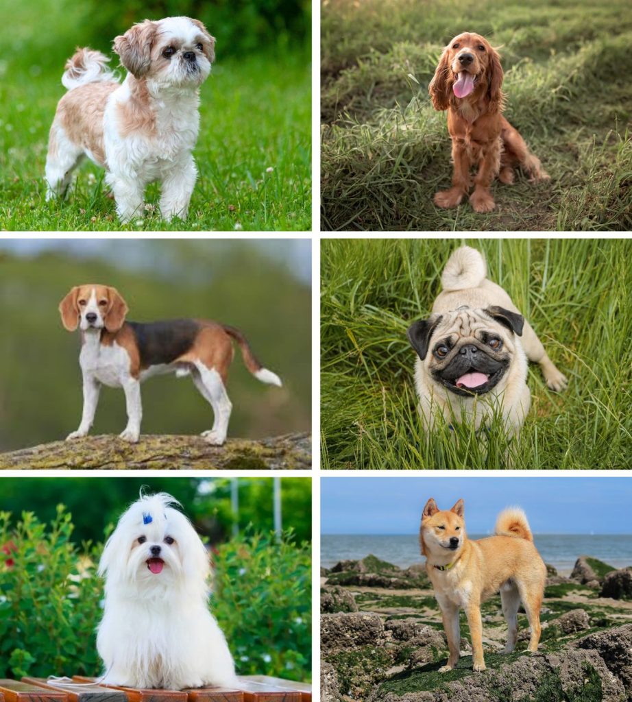 可卡犬(Cocker Spaniel)

柴犬（Shiba Inu）

比格犬（Beagle）

西施犬（Shih Tzu）

巴哥犬（Pug）

馬爾濟斯 (Maltese)