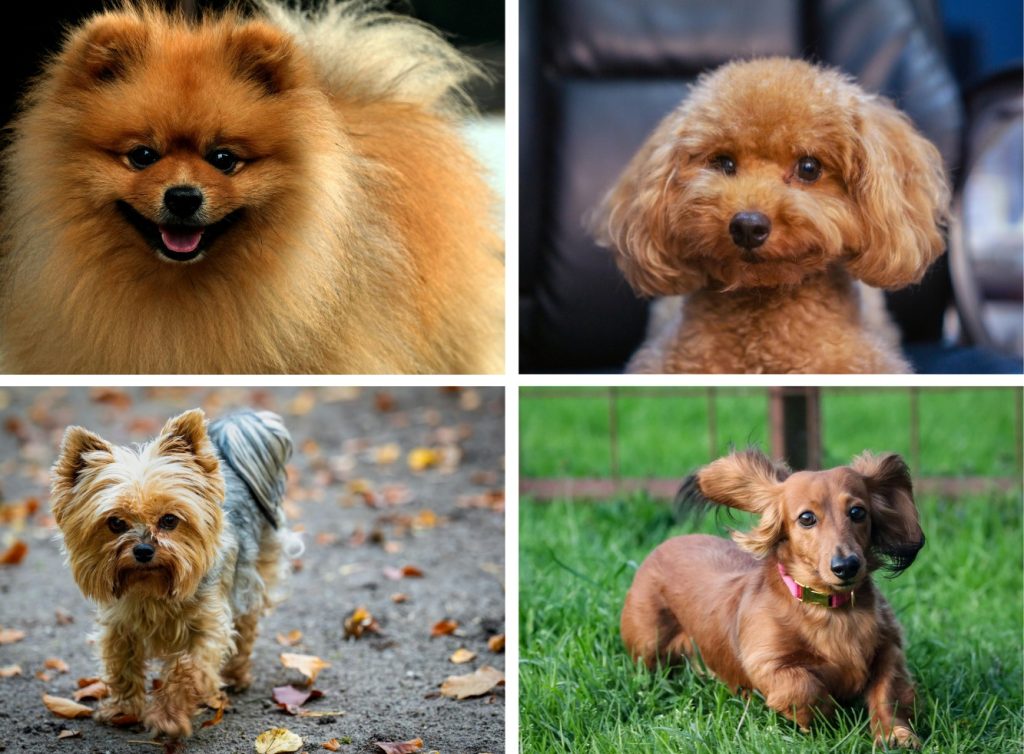 博美、貴賓、約克夏、臘腸犬