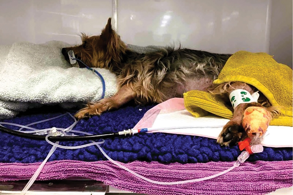 狗住院靜脈輸液