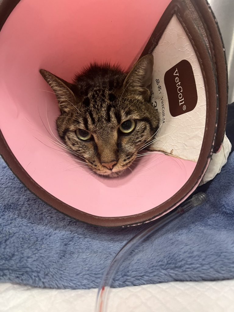 4歲公的短毛虎斑貓