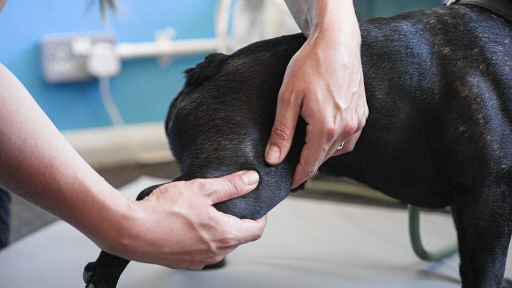 膝蓋骨異位檢查