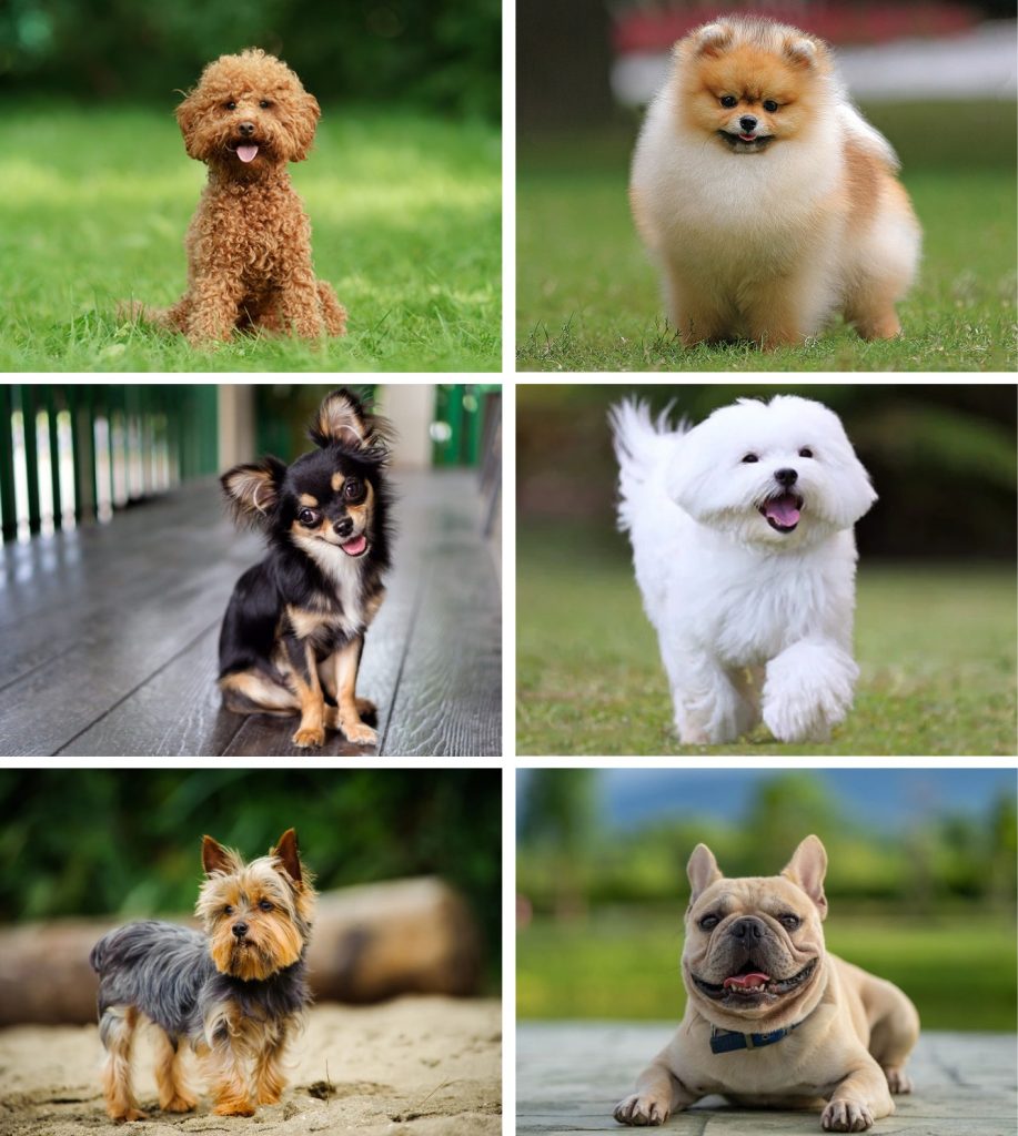 貴賓犬、博美犬、吉娃娃、瑪爾濟斯
、約克夏、法國鬥牛犬