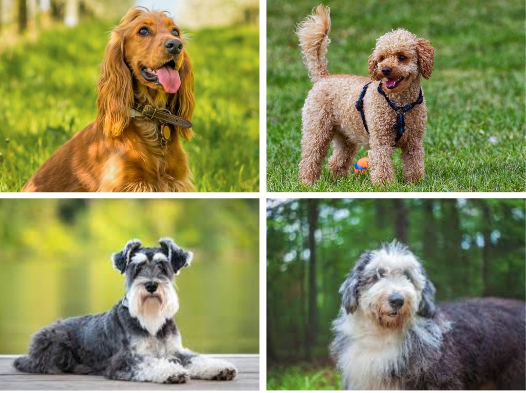 可卡犬（Cocker Spaniel）

貴賓犬（Poodle）

雪納瑞（Schnauzer）

古代牧羊犬（Old English Sheepdog）