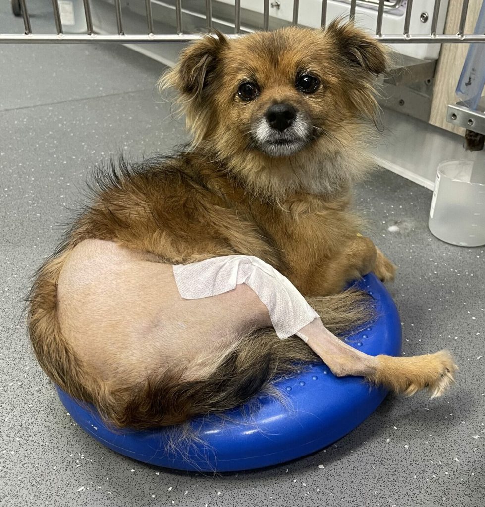 膝蓋骨異位狗狗