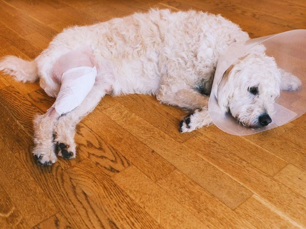 膝蓋骨異位狗狗