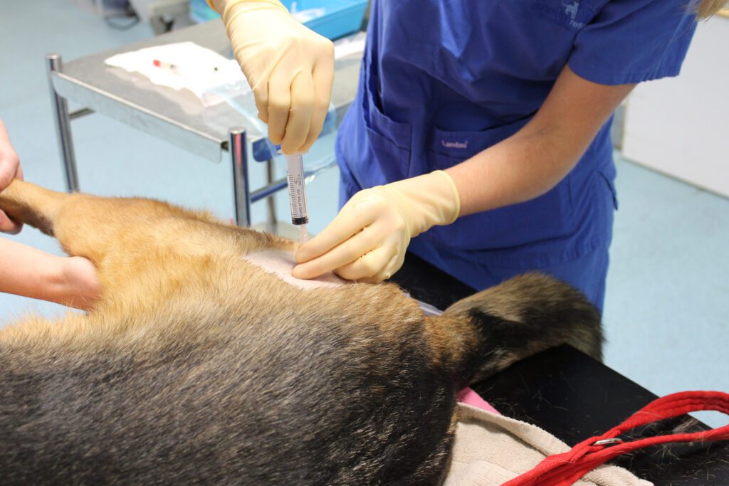 獸醫進行寵物幹細胞治療