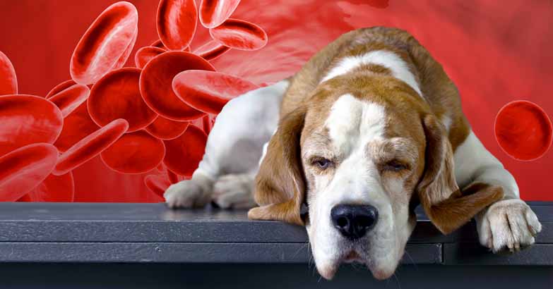狗貧血