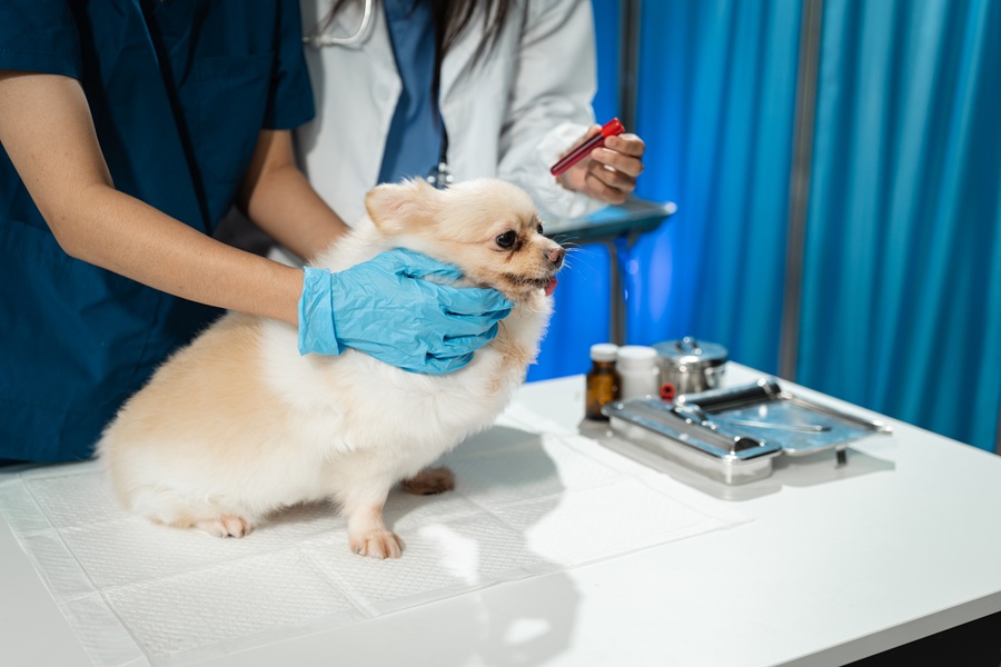 獸醫幫狗狗做CBC血球計數