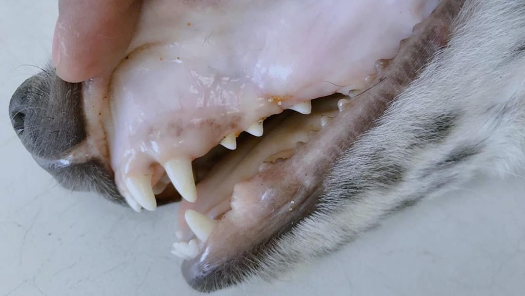 狗牙齦蒼白