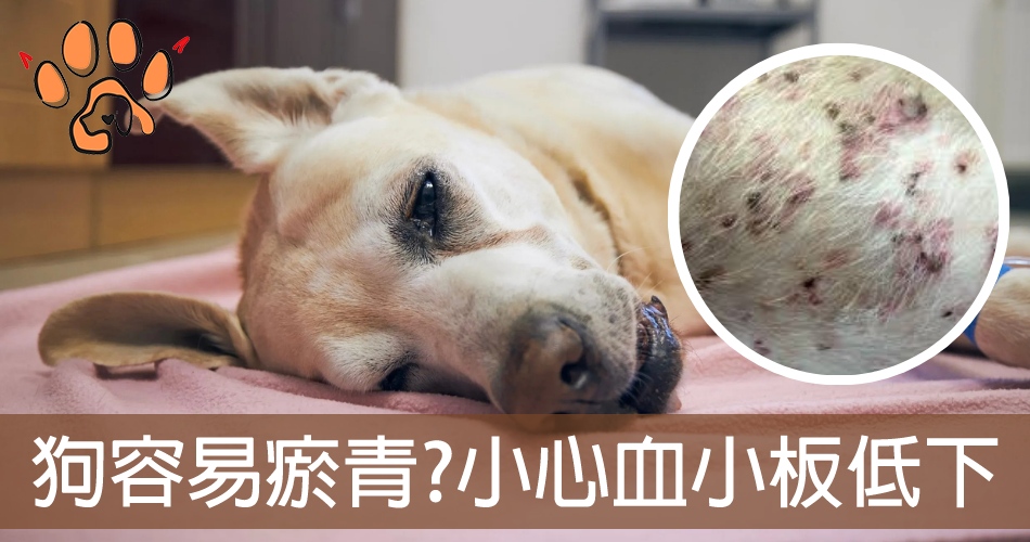 狗血小板低下封面圖